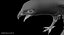 Red-tailed Hawk