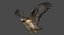 Red-tailed Hawk