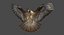 Red-tailed Hawk