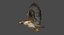 Red-tailed Hawk