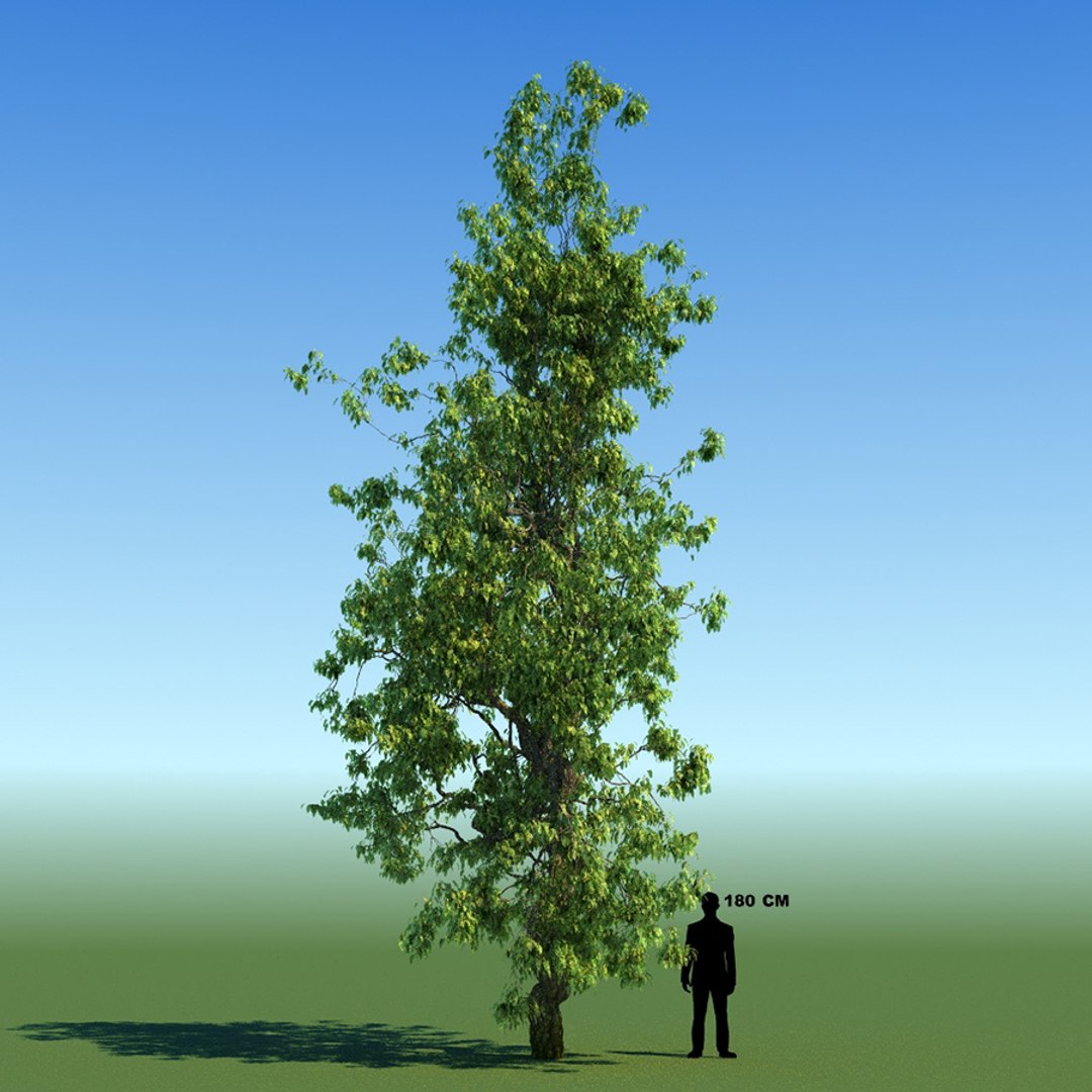 3d model leaf season tree