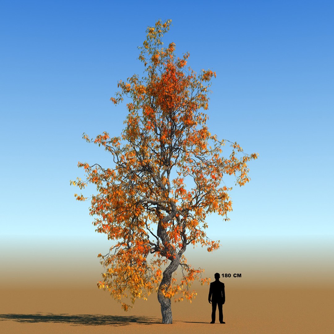 3d model leaf season tree