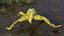 Frog Life Cycle Stages Rigged