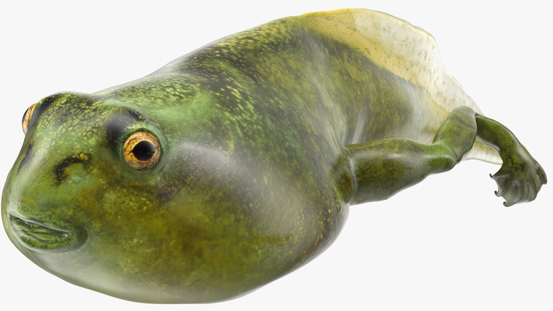 Frog Life Cycle Stages Rigged 3D model https://p.turbosquid.com/ts-thumb/Bb/fmxkNC/2z/froglifecyclestagesrigged3dsmodel056/jpg/1617398024/1920x1080/fit_q87/119690436723e22d94c721b51ab01a4e43fcc25b/froglifecyclestagesrigged3dsmodel056.jpg