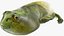 Frog Life Cycle Stages Rigged