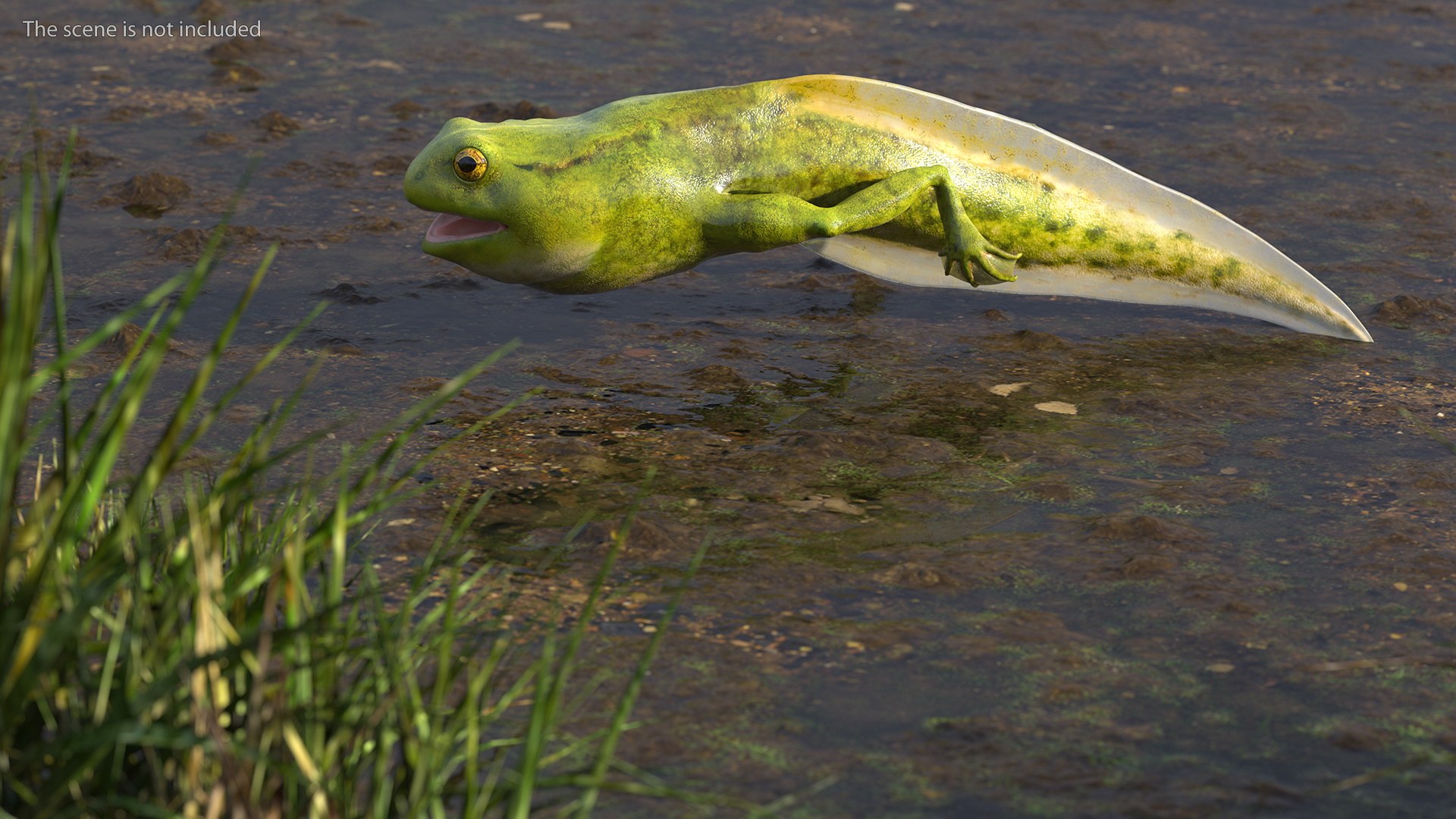 Frog Life Cycle Stages Rigged 3D model https://p.turbosquid.com/ts-thumb/Bb/fmxkNC/59/froglifecyclestagesrigged3dsmodel026/jpg/1617397825/1920x1080/fit_q87/36f5d7ea3ad543a7fcfdee8580b631703330f660/froglifecyclestagesrigged3dsmodel026.jpg