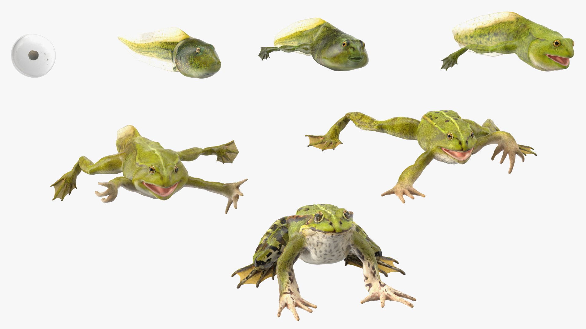 Frog Life Cycle Stages Rigged 3D model https://p.turbosquid.com/ts-thumb/Bb/fmxkNC/5Q/froglifecyclestagesrigged3dsmodel048/jpg/1617397975/1920x1080/fit_q87/c34c65bb72c660e330d9f24533091c2033751e79/froglifecyclestagesrigged3dsmodel048.jpg