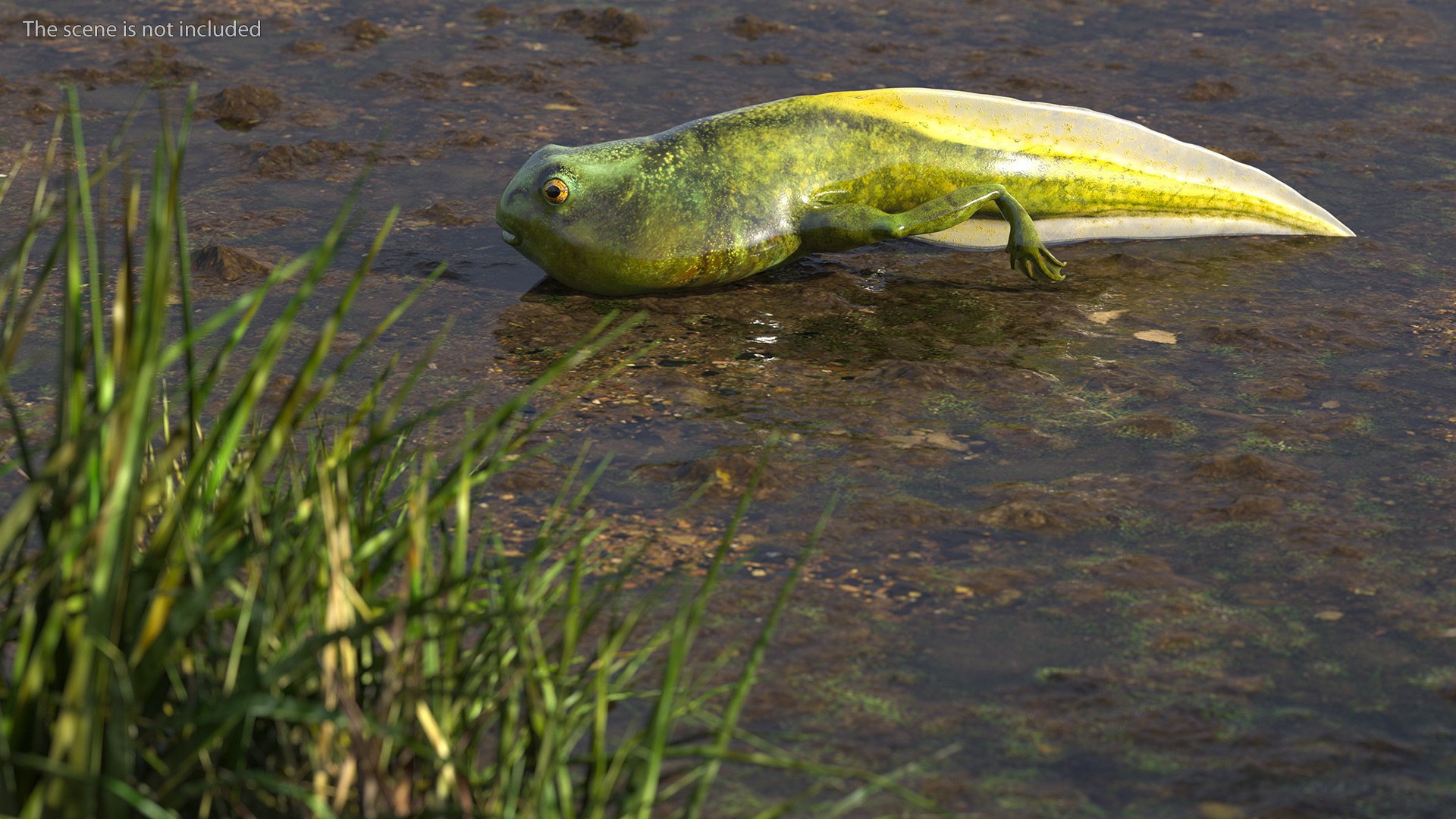Frog Life Cycle Stages Rigged 3D model https://p.turbosquid.com/ts-thumb/Bb/fmxkNC/Dx/froglifecyclestagesrigged3dsmodel021/jpg/1617397795/1920x1080/fit_q87/f46a550da70fb2dea1496c17901f0debb41d162b/froglifecyclestagesrigged3dsmodel021.jpg