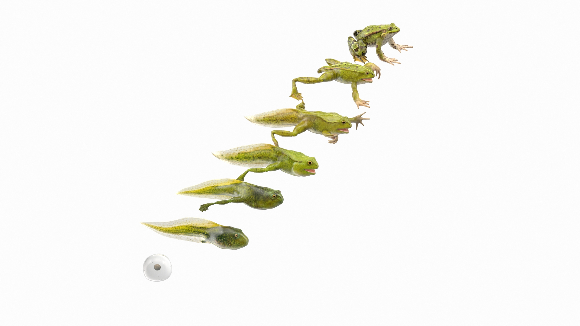 Frog Life Cycle Stages Rigged 3D model https://p.turbosquid.com/ts-thumb/Bb/fmxkNC/Eb/frog_life_cycle_stages_rigged_360/jpg/1617396235/1920x1080/turn_fit_q99/1ccacdff045d5fb102dafa79ec75bbc9453a9226/frog_life_cycle_stages_rigged_360-1.jpg