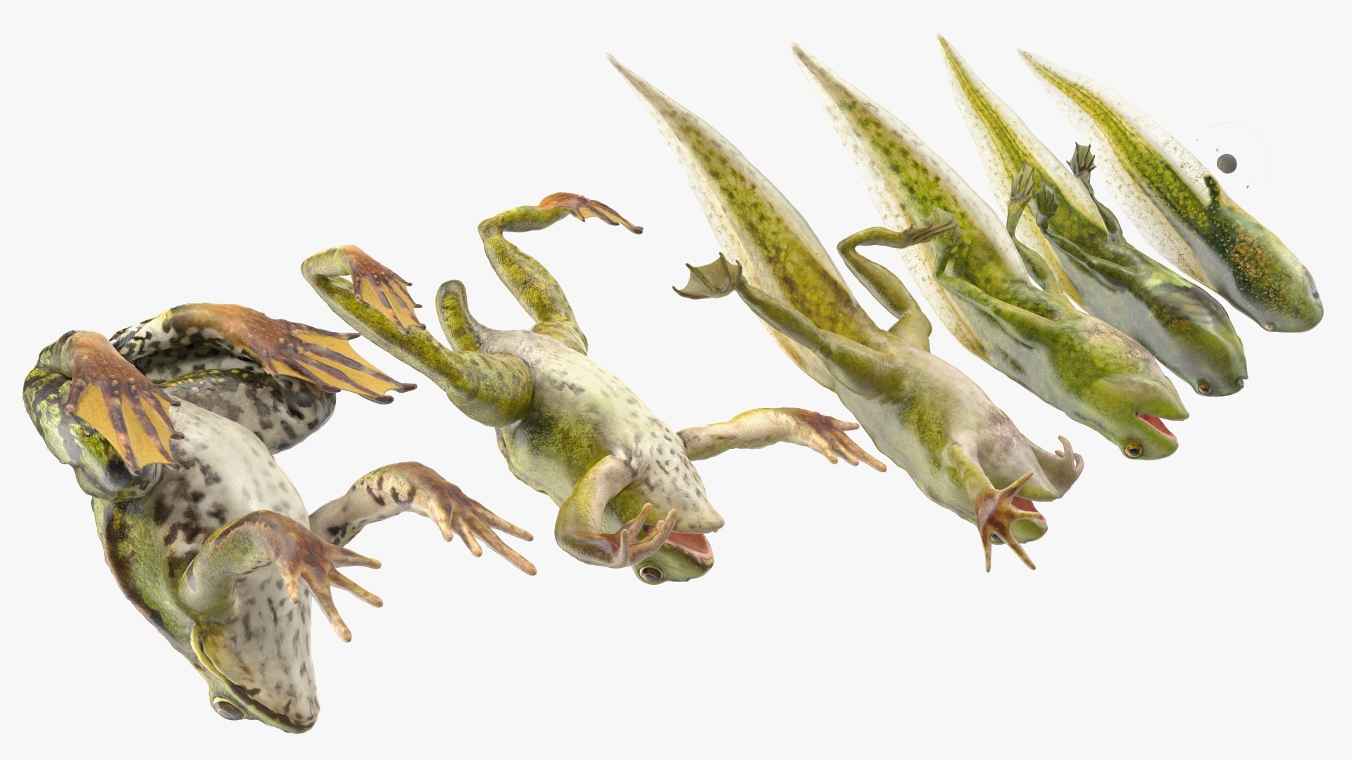 Frog Life Cycle Stages Rigged 3D model https://p.turbosquid.com/ts-thumb/Bb/fmxkNC/Gh/froglifecyclestagesrigged3dsmodel052/jpg/1617398001/1920x1080/fit_q87/b8457811bf333afe6b63f9fa5042dab549a9565f/froglifecyclestagesrigged3dsmodel052.jpg
