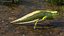 Frog Life Cycle Stages Rigged