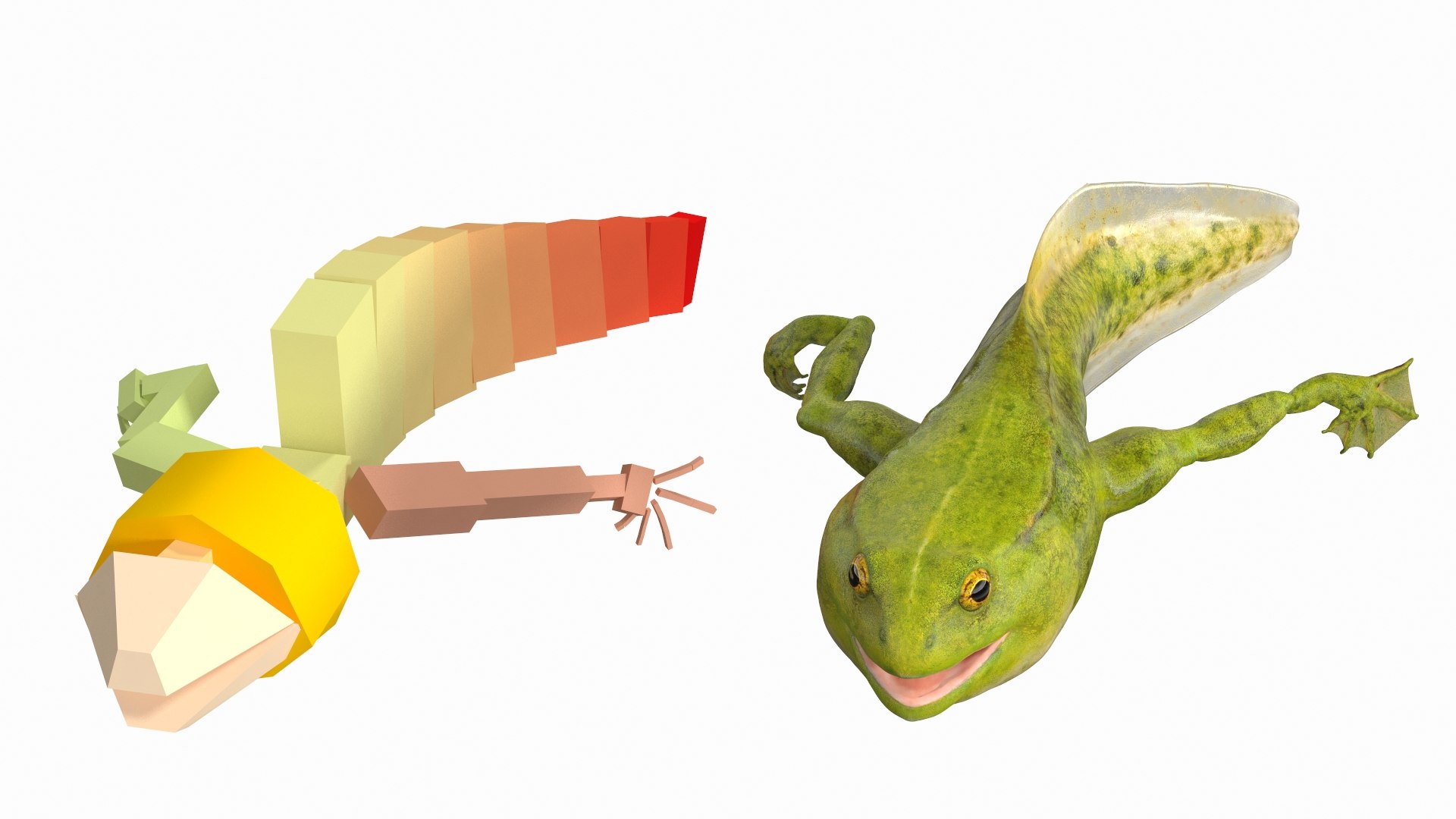 Frog Life Cycle Stages Rigged 3D model https://p.turbosquid.com/ts-thumb/Bb/fmxkNC/IO/froglifecyclestagesrigged3dsmodel005/jpg/1617397702/1920x1080/fit_q87/dd083f3e0072f48080d74af8db1899a4228c1bf7/froglifecyclestagesrigged3dsmodel005.jpg