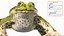 Frog Life Cycle Stages Rigged