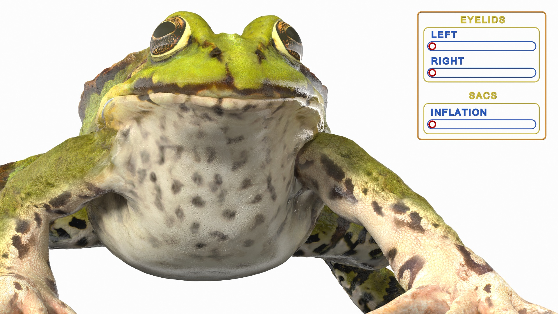 Frog Life Cycle Stages Rigged 3D model https://p.turbosquid.com/ts-thumb/Bb/fmxkNC/Ip/frog_life_cycle_stages_rigged_369/jpg/1617396679/1920x1080/turn_fit_q99/c1a75e7167c9f8418df3c6dc4685ae8aa03c1f36/frog_life_cycle_stages_rigged_369-1.jpg