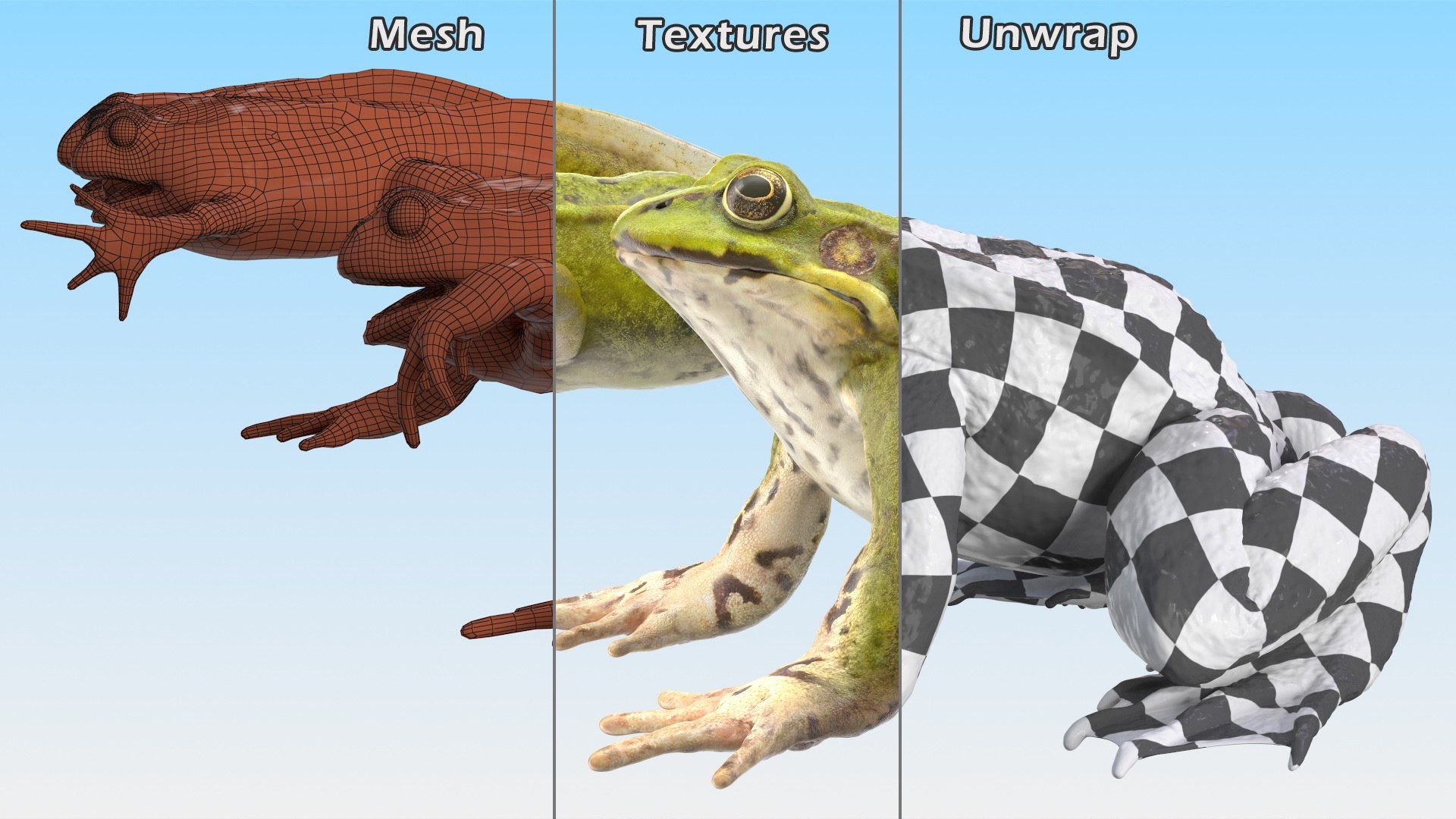 Frog Life Cycle Stages Rigged 3D model https://p.turbosquid.com/ts-thumb/Bb/fmxkNC/Jj/froglifecyclestagesrigged3dsmodel066/jpg/1617398094/1920x1080/fit_q87/23ce450ed7623d434db7cad644a199f0c4e74cc0/froglifecyclestagesrigged3dsmodel066.jpg