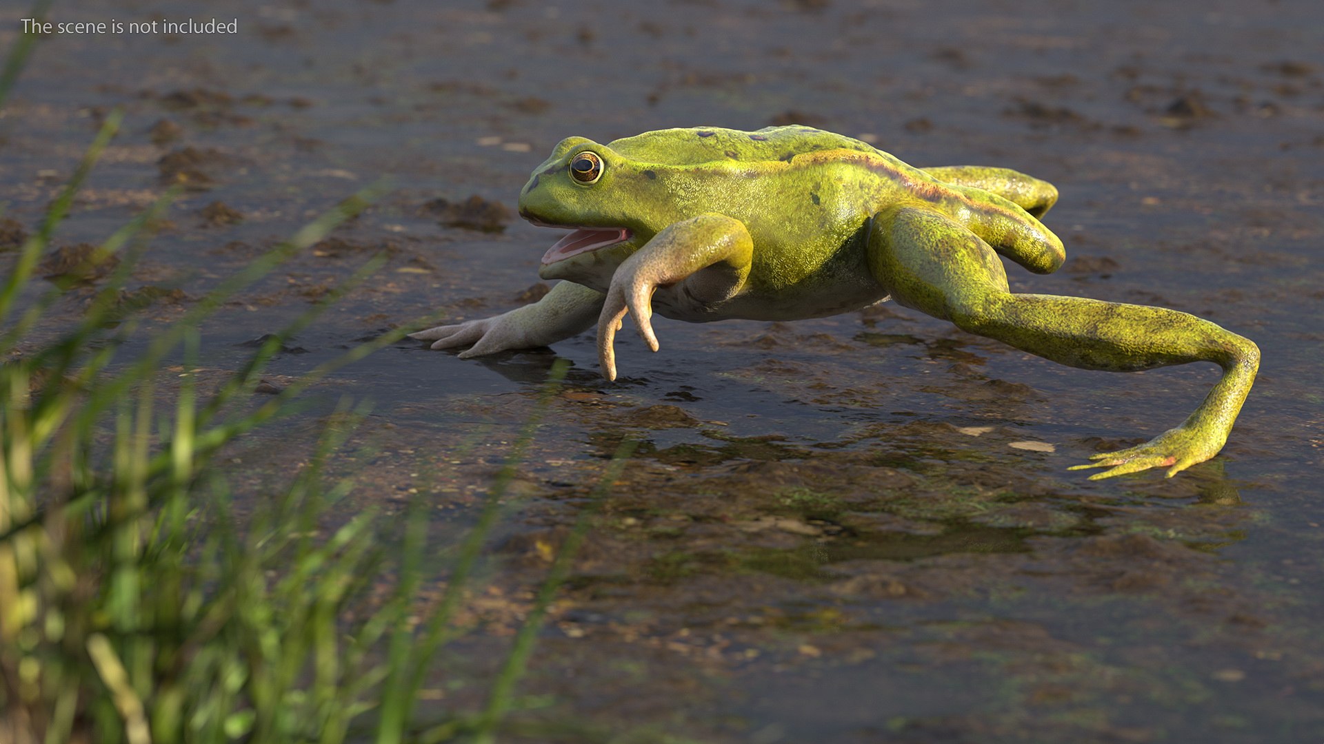Frog Life Cycle Stages Rigged 3D model https://p.turbosquid.com/ts-thumb/Bb/fmxkNC/Jw/froglifecyclestagesrigged3dsmodel036/jpg/1617397896/1920x1080/fit_q87/b8d55a7542750ecf87abf223d2df923069c2a96a/froglifecyclestagesrigged3dsmodel036.jpg