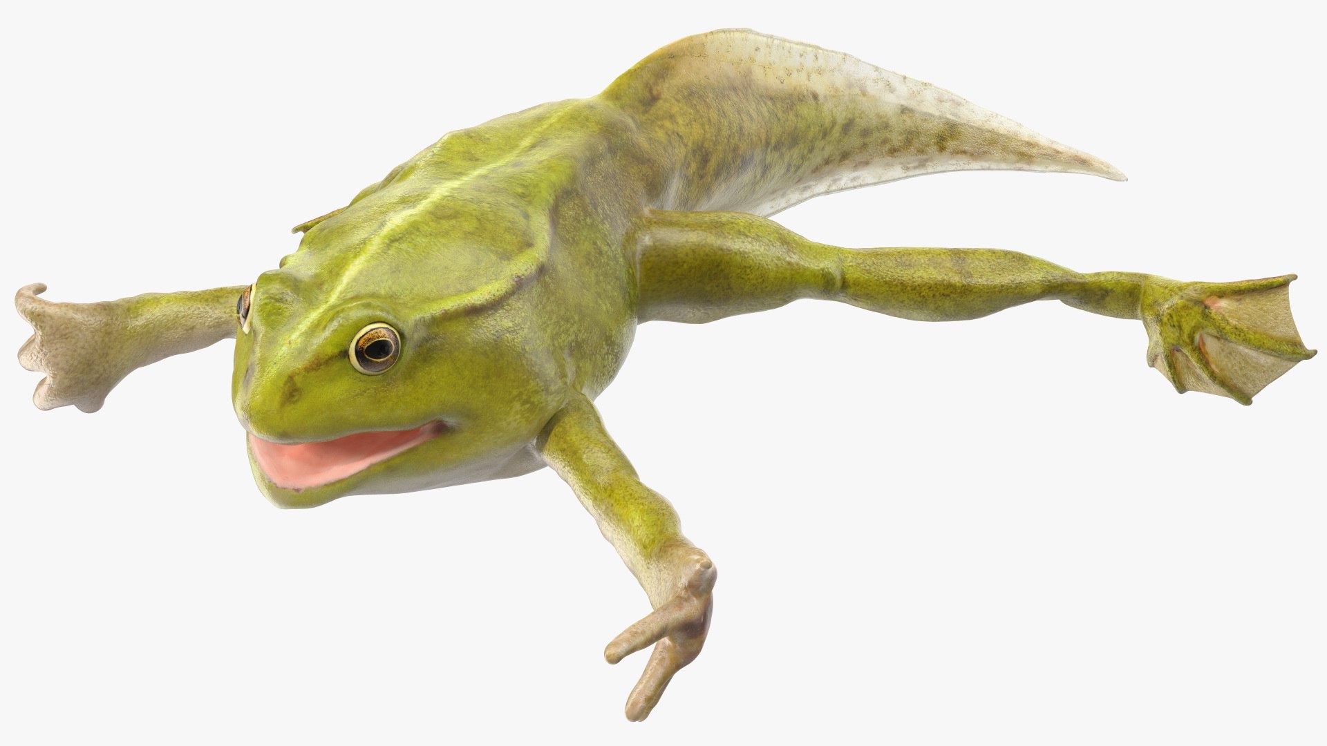 Frog Life Cycle Stages Rigged 3D model https://p.turbosquid.com/ts-thumb/Bb/fmxkNC/MI/froglifecyclestagesrigged3dsmodel060/jpg/1617398051/1920x1080/fit_q87/860ebae267e83799621af54335d739cb6006fa97/froglifecyclestagesrigged3dsmodel060.jpg