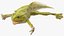 Frog Life Cycle Stages Rigged