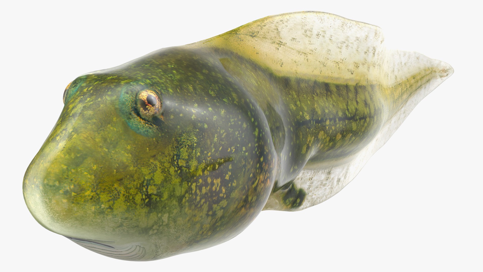 Frog Life Cycle Stages Rigged 3D model https://p.turbosquid.com/ts-thumb/Bb/fmxkNC/MS/froglifecyclestagesrigged3dsmodel054/jpg/1617398013/1920x1080/fit_q87/c7f71b8db458b90fd836dd161a286d1c9f52b3cb/froglifecyclestagesrigged3dsmodel054.jpg