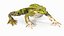 Frog Life Cycle Stages Rigged