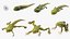 Frog Life Cycle Stages Rigged