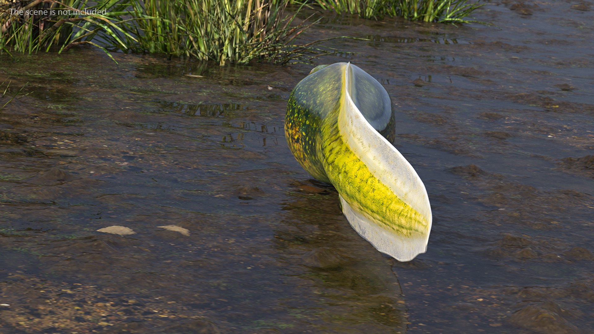 Frog Life Cycle Stages Rigged 3D model https://p.turbosquid.com/ts-thumb/Bb/fmxkNC/SY/froglifecyclestagesrigged3dsmodel018/jpg/1617397778/1920x1080/fit_q87/6b3bdbb2e42c388b9796b0bc40bb020e5acb2910/froglifecyclestagesrigged3dsmodel018.jpg