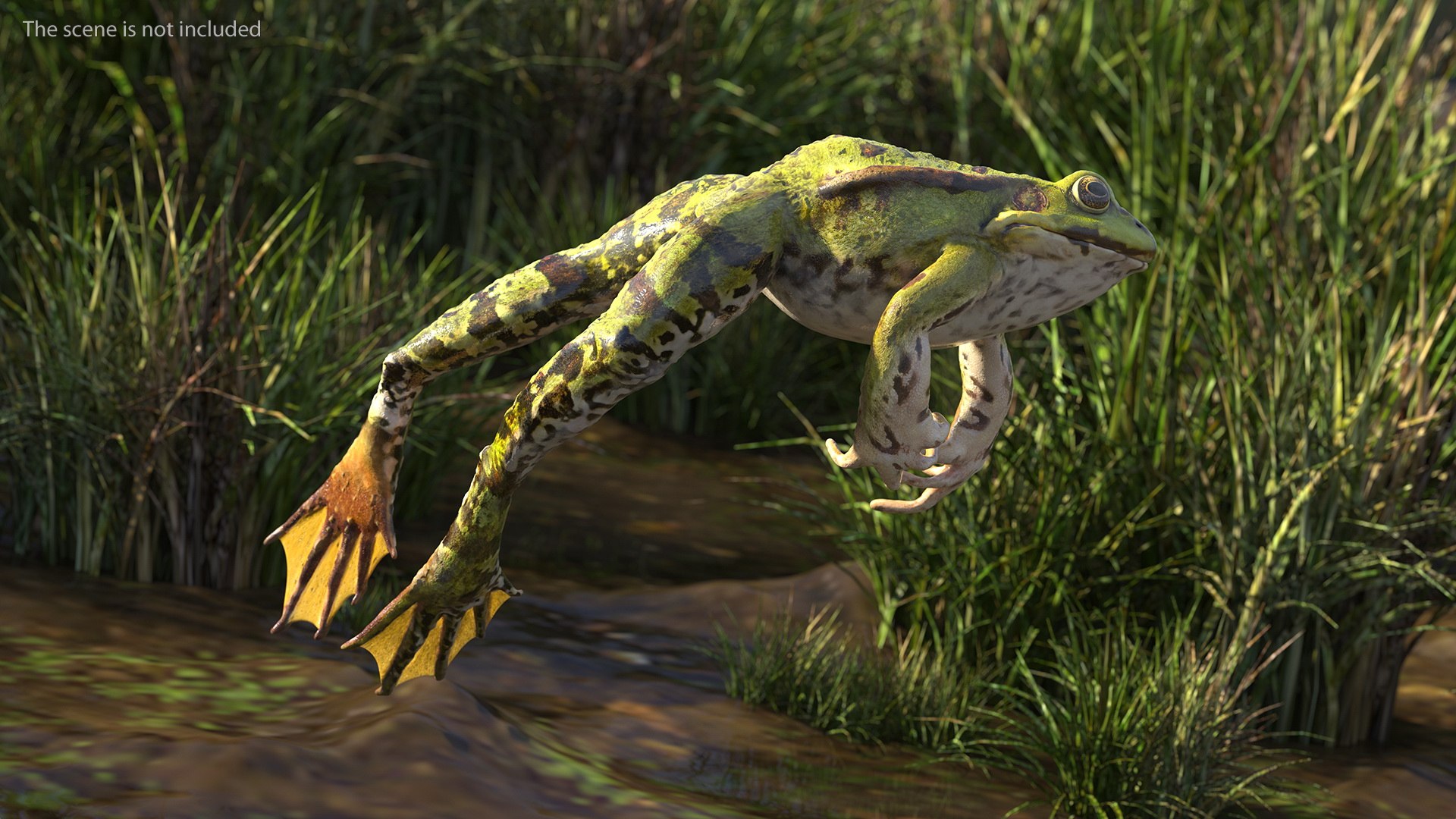 Frog Life Cycle Stages Rigged 3D model https://p.turbosquid.com/ts-thumb/Bb/fmxkNC/TR/froglifecyclestagesrigged3dsmodel045/jpg/1617397957/1920x1080/fit_q87/a4aee02534dc1bd9994b9ef15cbb628fe9b81112/froglifecyclestagesrigged3dsmodel045.jpg