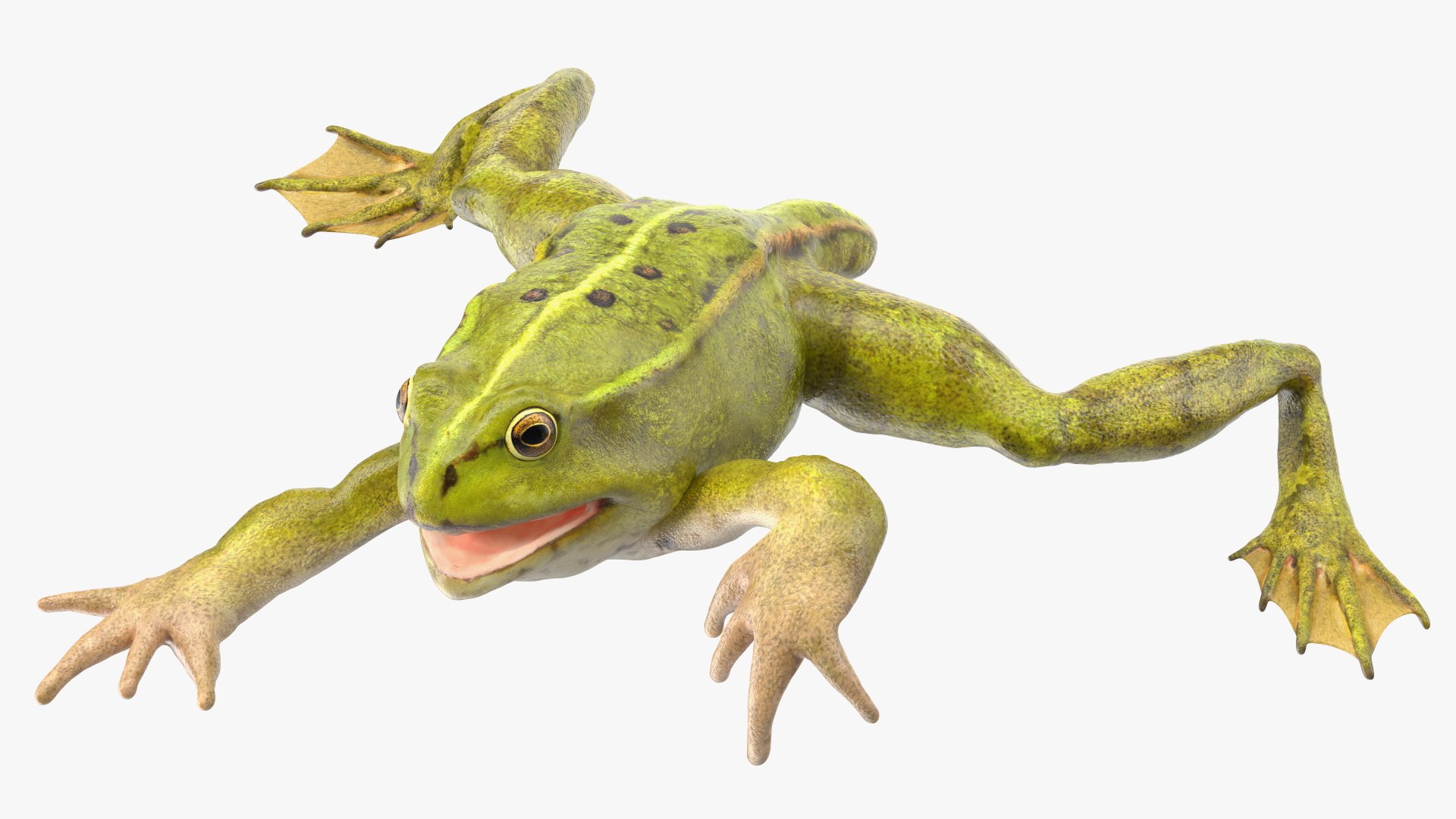 Frog Life Cycle Stages Rigged 3D model https://p.turbosquid.com/ts-thumb/Bb/fmxkNC/VP/froglifecyclestagesrigged3dsmodel062/jpg/1617398067/1920x1080/fit_q87/fd4942f813171dd3dd5dbf0ab42b566a8bec7448/froglifecyclestagesrigged3dsmodel062.jpg