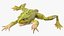 Frog Life Cycle Stages Rigged