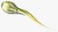 Frog Life Cycle Stages Rigged