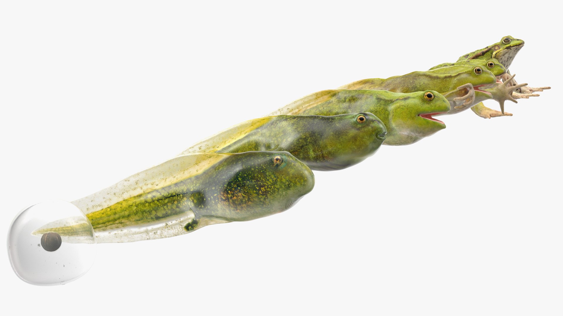 Frog Life Cycle Stages Rigged 3D model https://p.turbosquid.com/ts-thumb/Bb/fmxkNC/aU/froglifecyclestagesrigged3dsmodel051/jpg/1617397995/1920x1080/fit_q87/175cd5490fbdcd4056ba0389519889473402fccf/froglifecyclestagesrigged3dsmodel051.jpg