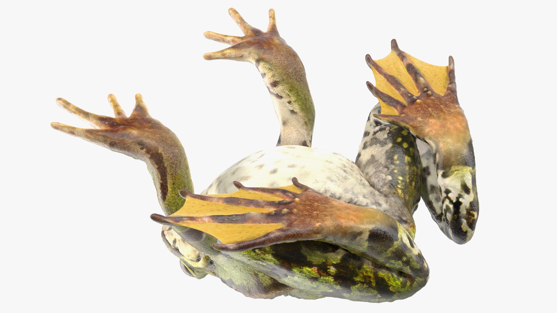 Frog Life Cycle Stages Rigged 3D model https://p.turbosquid.com/ts-thumb/Bb/fmxkNC/df/froglifecyclestagesrigged3dsmodel065/jpg/1617398087/1920x1080/fit_q87/ef57d208e2d38b32989301840a91a9cf1daad864/froglifecyclestagesrigged3dsmodel065.jpg