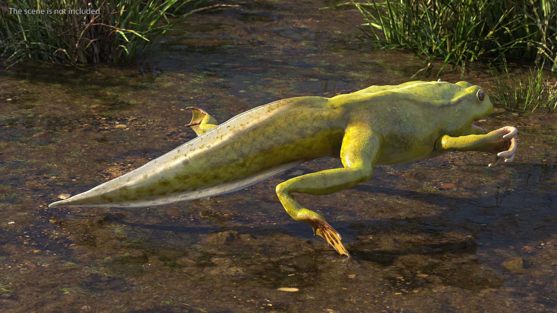 Frog Life Cycle Stages Rigged 3D model https://p.turbosquid.com/ts-thumb/Bb/fmxkNC/dg/froglifecyclestagesrigged3dsmodel032/jpg/1617397866/1920x1080/fit_q87/9ed05378212db60c4074cae2c75455dc4c03f69a/froglifecyclestagesrigged3dsmodel032.jpg