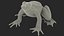 Frog Life Cycle Stages Rigged
