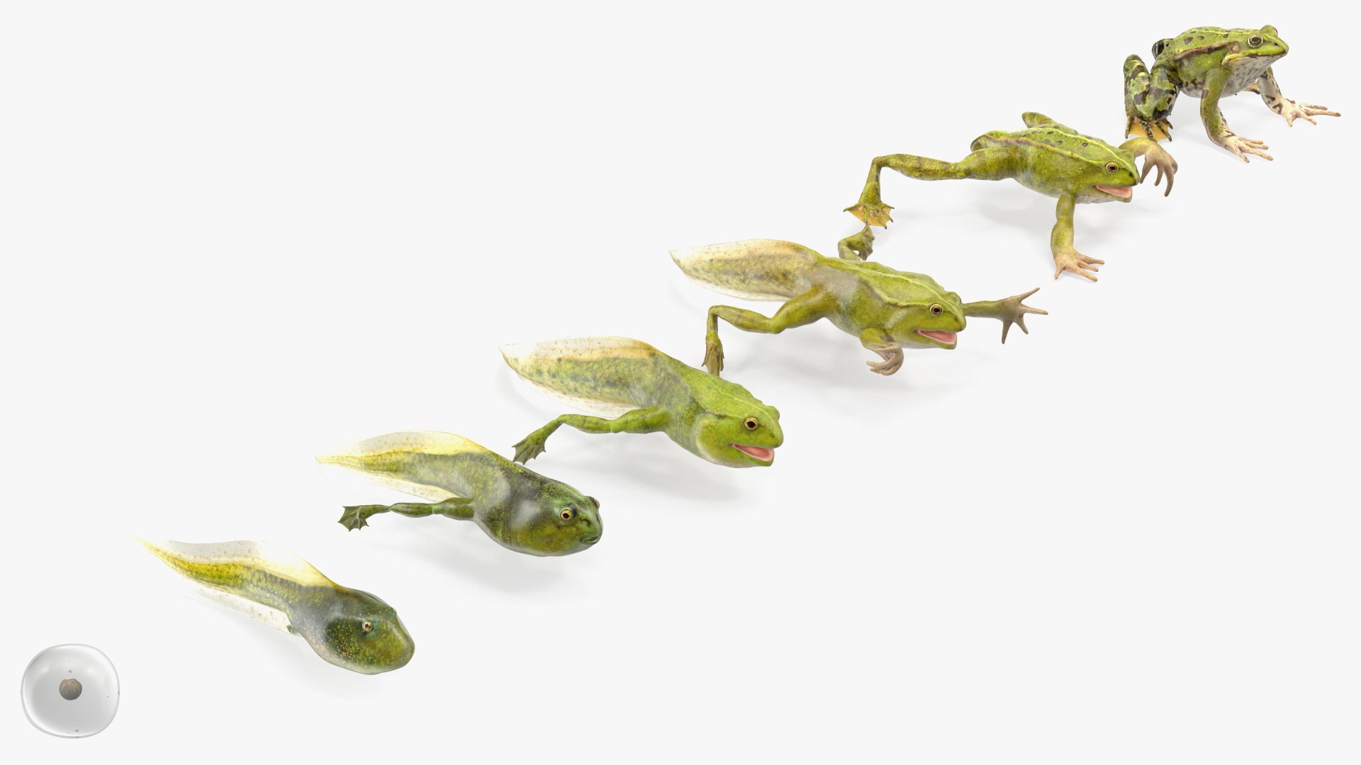 Frog Life Cycle Stages Rigged 3D model https://p.turbosquid.com/ts-thumb/Bb/fmxkNC/gm/froglifecyclestagesrigged3dsmodel049/jpg/1617397984/1920x1080/fit_q87/b45c77c6b9d767665fe89ad2c75c7bf4d8bcf82b/froglifecyclestagesrigged3dsmodel049.jpg