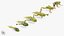 Frog Life Cycle Stages Rigged