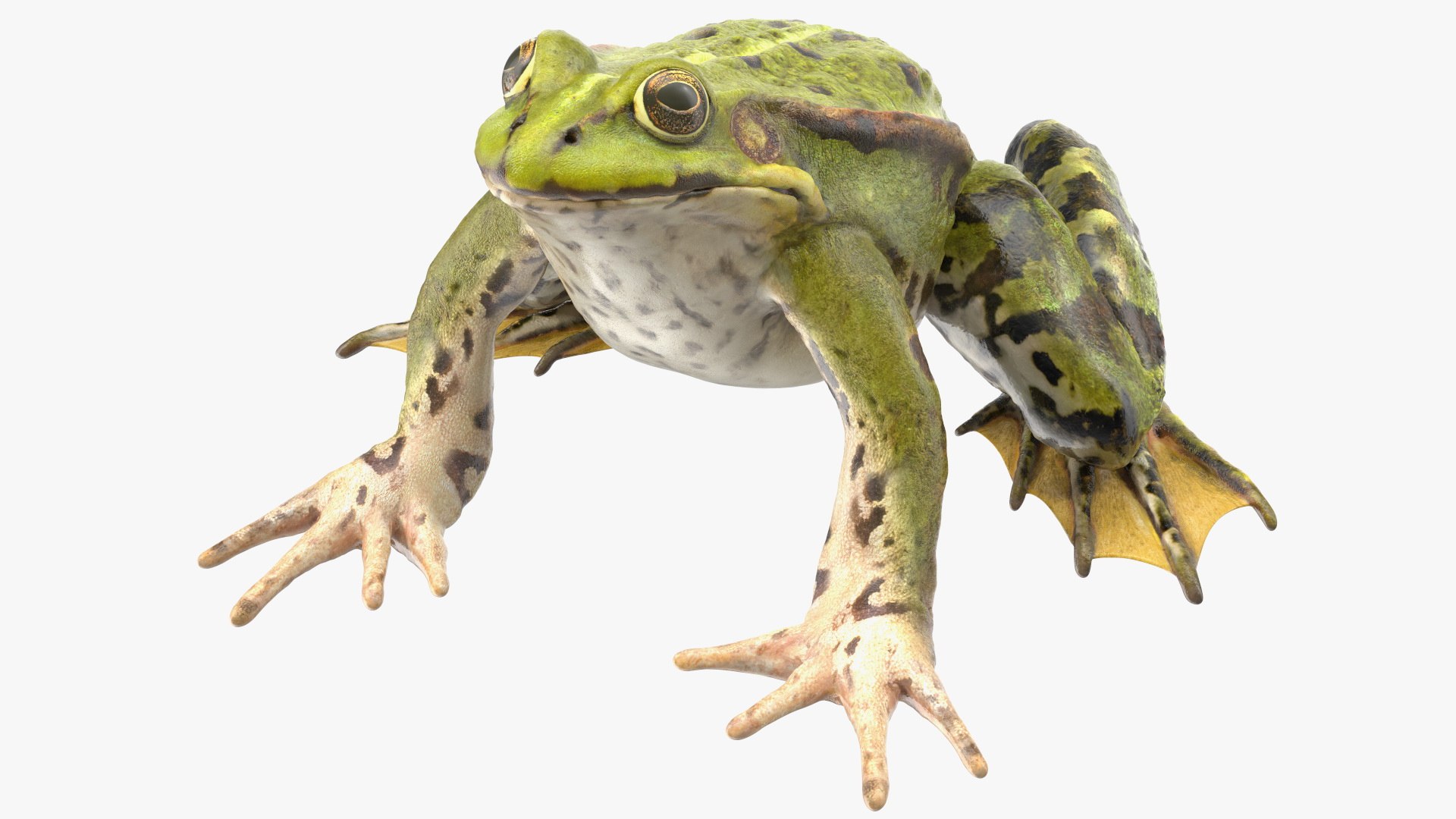 Frog Life Cycle Stages Rigged 3D model https://p.turbosquid.com/ts-thumb/Bb/fmxkNC/mN/froglifecyclestagesrigged3dsmodel064/jpg/1617398081/1920x1080/fit_q87/620e43fe287ff7f7b4f1cde19aca5a6c9fbe3b08/froglifecyclestagesrigged3dsmodel064.jpg
