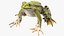 Frog Life Cycle Stages Rigged