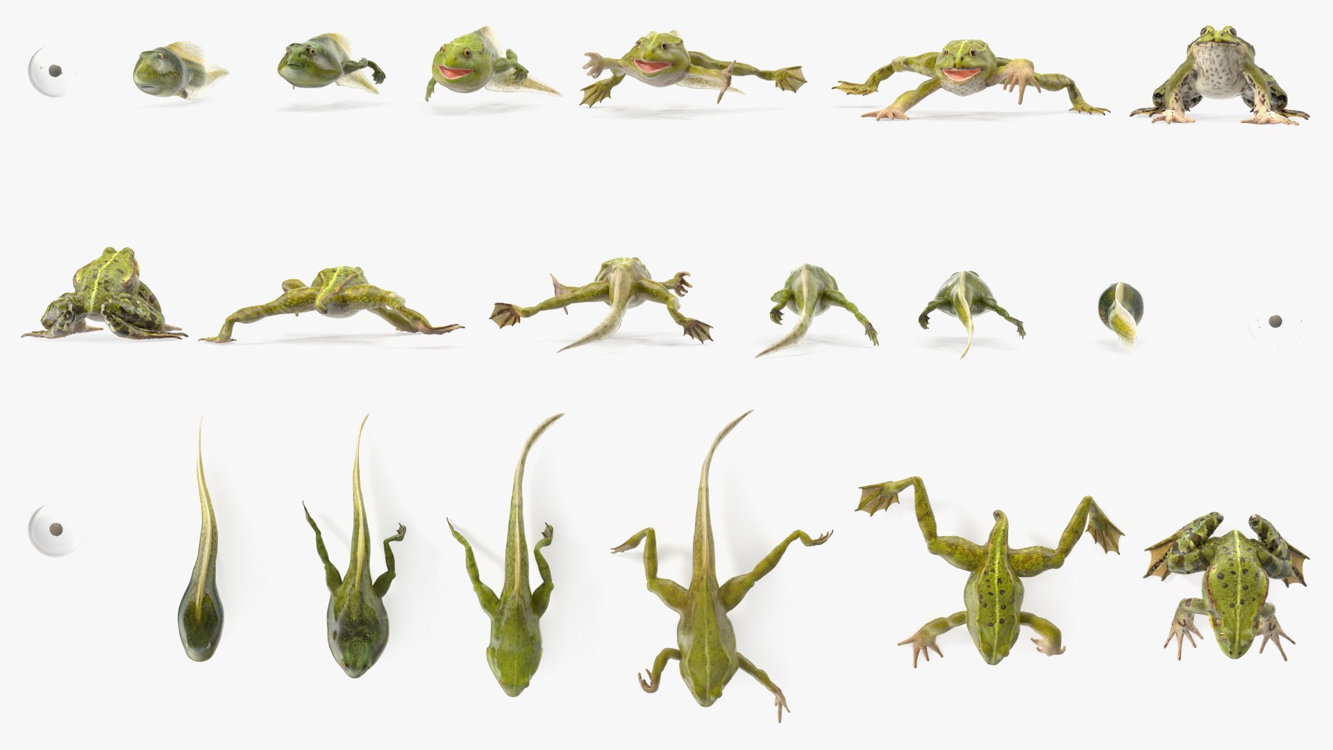 Frog Life Cycle Stages Rigged 3D model https://p.turbosquid.com/ts-thumb/Bb/fmxkNC/qt/froglifecyclestagesrigged3dsmodel002/jpg/1617397685/1920x1080/fit_q87/d1394aea3f398a2ebc6fa79a5a55a4bfca5e8a28/froglifecyclestagesrigged3dsmodel002.jpg