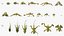 Frog Life Cycle Stages Rigged