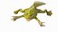 Frog Life Cycle Stages Rigged