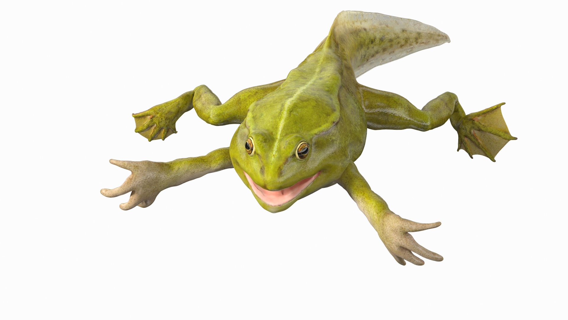 Frog Life Cycle Stages Rigged 3D model https://p.turbosquid.com/ts-thumb/Bb/fmxkNC/rK/frog_life_cycle_stages_rigged_366/jpg/1617394940/1920x1080/turn_fit_q99/68166fd3117ededebd6a35d852dcdf0587a04d65/frog_life_cycle_stages_rigged_366-1.jpg