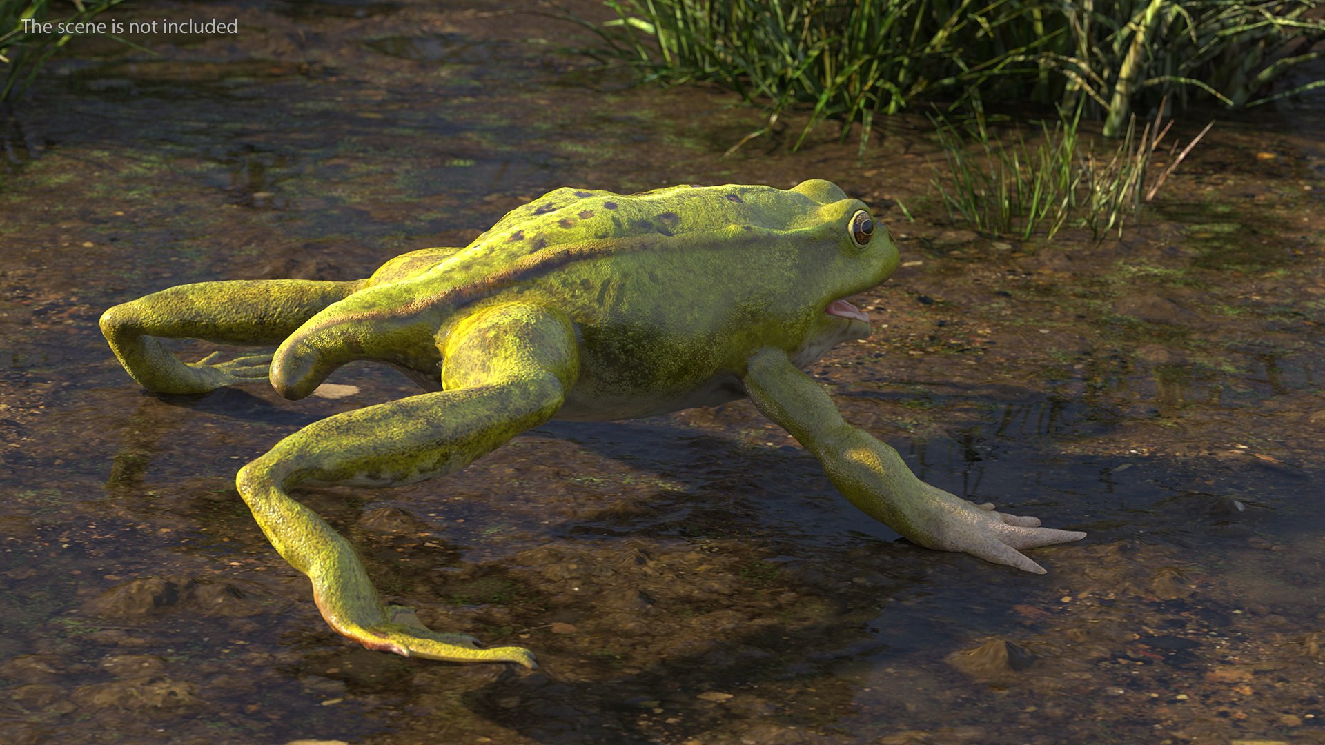 Frog Life Cycle Stages Rigged 3D model https://p.turbosquid.com/ts-thumb/Bb/fmxkNC/rj/froglifecyclestagesrigged3dsmodel037/jpg/1617397902/1920x1080/fit_q87/568ec268159cf97de7e3164515cdbede9ab0b768/froglifecyclestagesrigged3dsmodel037.jpg