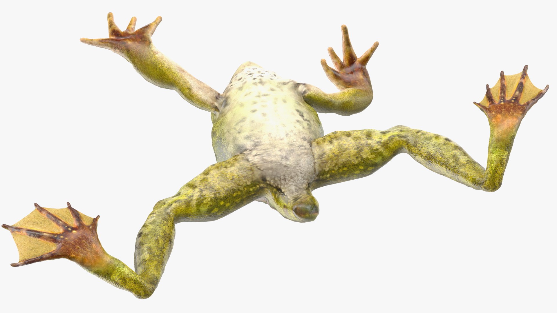 Frog Life Cycle Stages Rigged 3D model https://p.turbosquid.com/ts-thumb/Bb/fmxkNC/rs/froglifecyclestagesrigged3dsmodel063/jpg/1617398073/1920x1080/fit_q87/935df45190c1429843637de517dc3c374dfb3c71/froglifecyclestagesrigged3dsmodel063.jpg