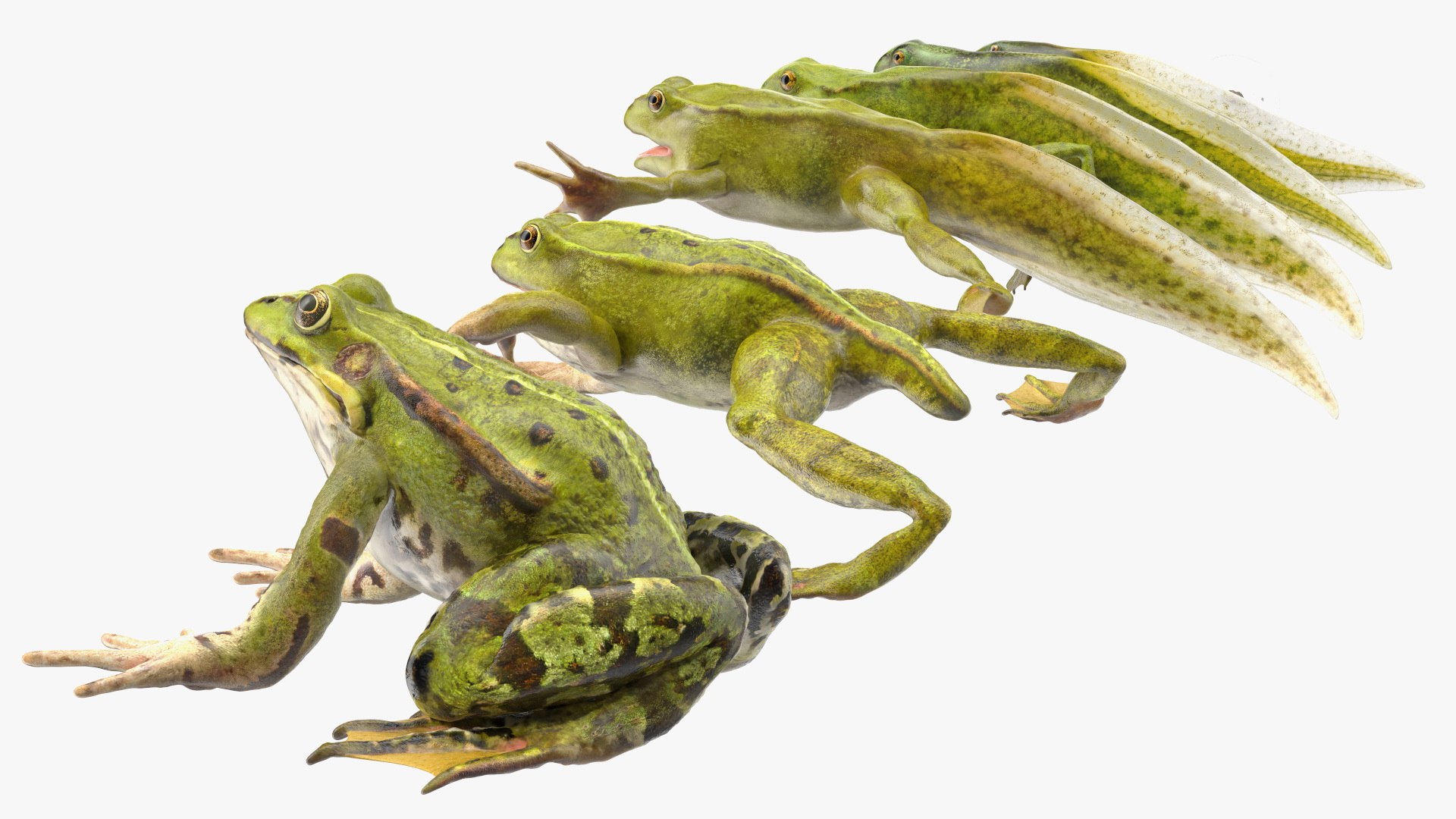 Frog Life Cycle Stages Rigged 3D model https://p.turbosquid.com/ts-thumb/Bb/fmxkNC/t6/froglifecyclestagesrigged3dsmodel050/jpg/1617397990/1920x1080/fit_q87/e86707dc9cfb2d33f87dfea77b3006f2040c7fe4/froglifecyclestagesrigged3dsmodel050.jpg