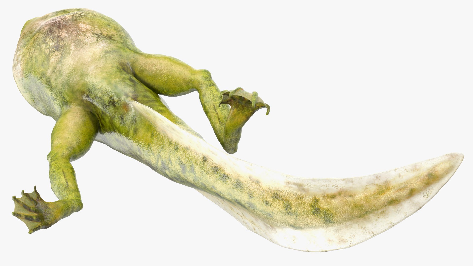 Frog Life Cycle Stages Rigged 3D model https://p.turbosquid.com/ts-thumb/Bb/fmxkNC/tS/froglifecyclestagesrigged3dsmodel059/jpg/1617398045/1920x1080/fit_q87/ea4eef1d033654236b2ea85c08f820a1a8039f01/froglifecyclestagesrigged3dsmodel059.jpg