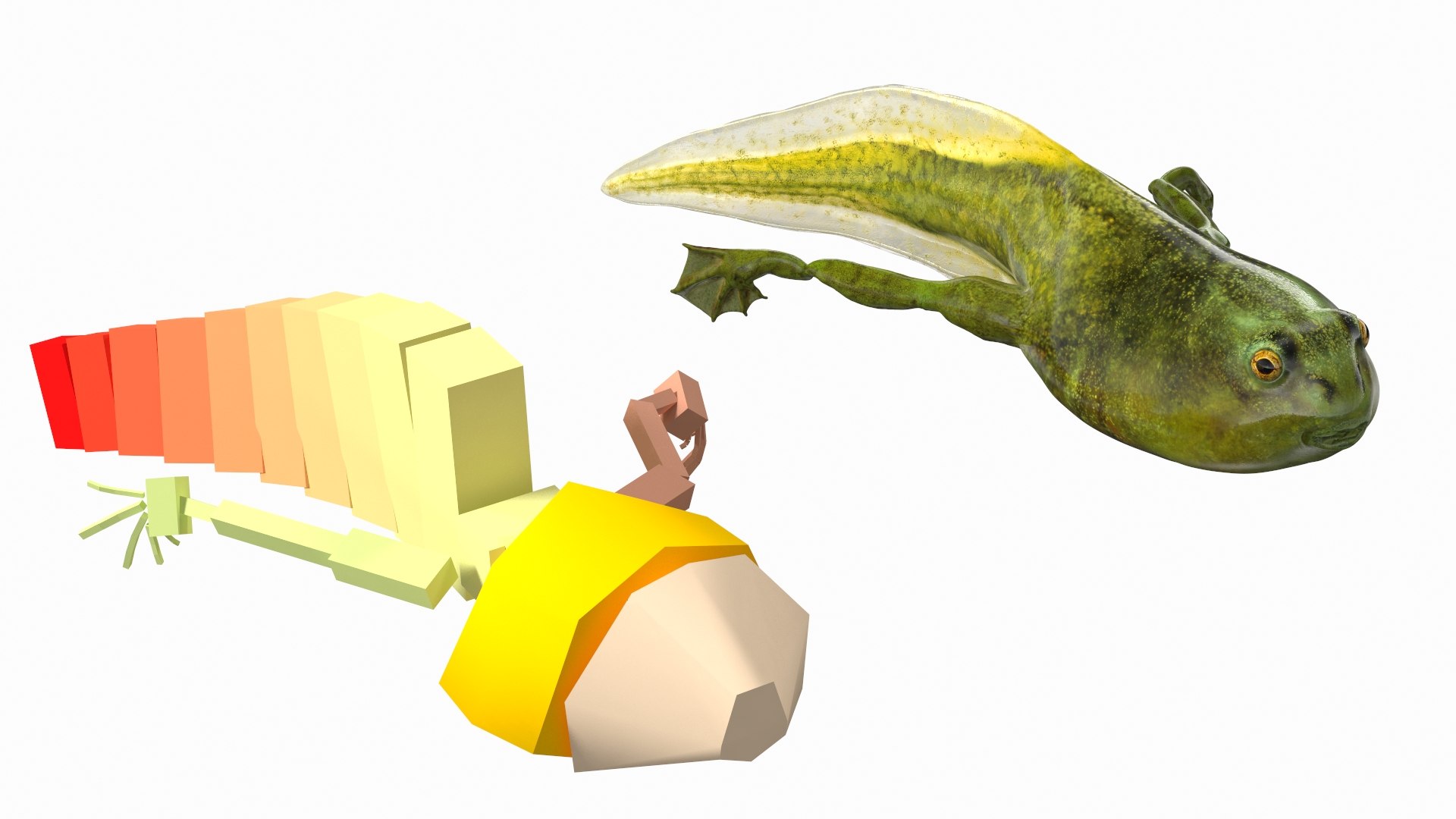 Frog Life Cycle Stages Rigged 3D model https://p.turbosquid.com/ts-thumb/Bb/fmxkNC/vE/froglifecyclestagesrigged3dsmodel004/jpg/1617397696/1920x1080/fit_q87/11d5a59ca70eb8b24e34e1b9c1defbd985c3a906/froglifecyclestagesrigged3dsmodel004.jpg