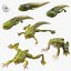 Frog Life Cycle Stages Rigged