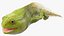 Frog Life Cycle Stages Rigged