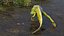 Frog Life Cycle Stages Rigged